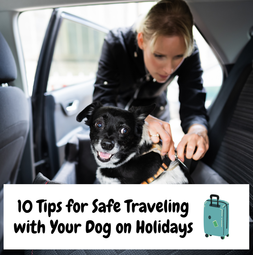 Dog Blog 10 Tips for Safe Traveling with Your Dog on Holidays Dogurus